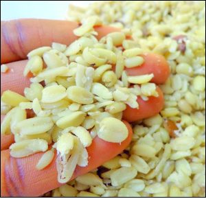Rice