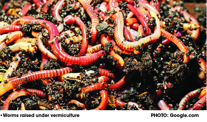 Worms