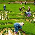 agric