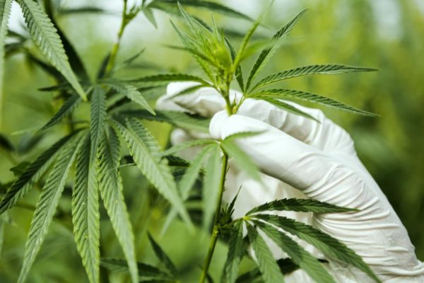 cannabis-plant-e1542176244855