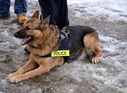 dogs