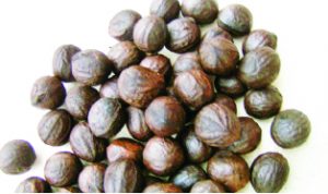 seed