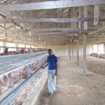 Boosting local production of poultry