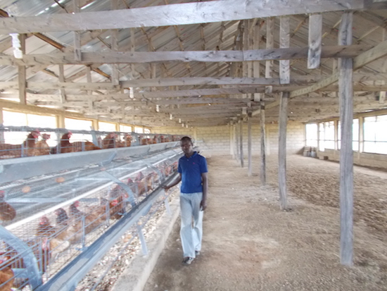 Boosting local production of poultry