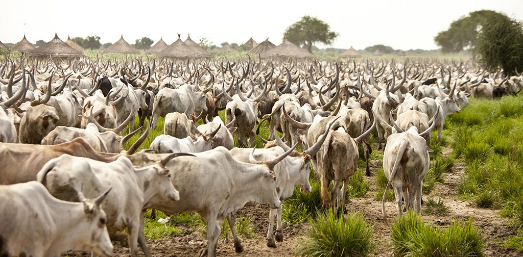 CATTLE-REARING-BUSINESS-PLAN-IN-NIGERIA-5