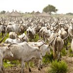 CATTLE-REARING-BUSINESS-PLAN-IN-NIGERIA-5