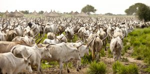 CATTLE-REARING-BUSINESS-PLAN-IN-NIGERIA-5