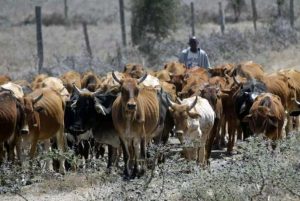Ohanaeze Youth, MASSOB vow to resist RUGA in Souh East