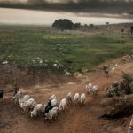 Arewa Defenders want Fed Govt to re-introduce RUGA