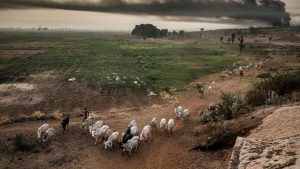 Arewa Defenders want Fed Govt to re-introduce RUGA