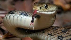 SNAKE