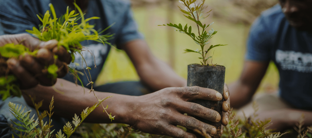 Tree-planting