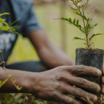 Tree-planting