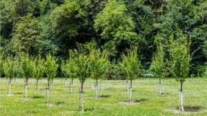 Tree-planting