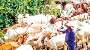 grazing-reserves-HERBMAN