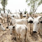RUGA: Summon Buhari, security chiefs, Ohanaeze youths urge NASS