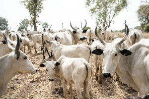 RUGA: Summon Buhari, security chiefs, Ohanaeze youths urge NASS