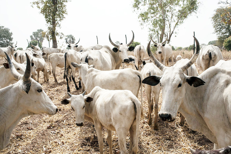 RUGA: Summon Buhari, security chiefs, Ohanaeze youths urge NASS