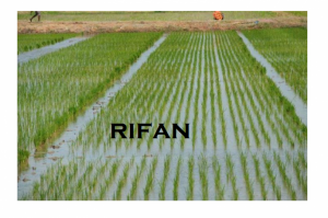 rifan-696×461