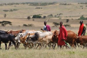 ruga-settlement-2