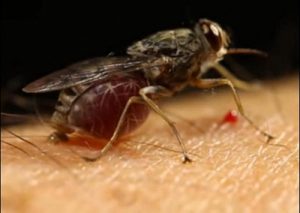 tripanosomiasis