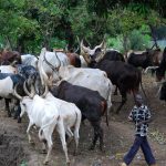 Cattle-Herdsmen