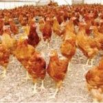 Ebonyi State’s chapter of Poultry Farmers Association of Nigeria (