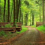 Forestation-e1564749712396