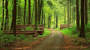Forestation-e1564749712396
