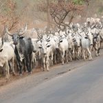 Herdsmen