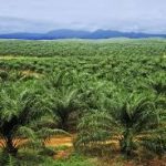 OIL PALM