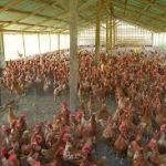 POULTRY