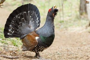 The-endangered-capercaillie