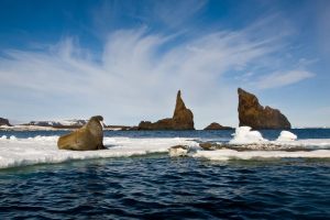 arctic-franz-josef-land-walrus-cape-tegetthoff-istk