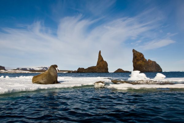 arctic-franz-josef-land-walrus-cape-tegetthoff-istk