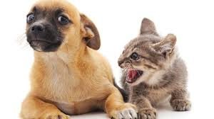 dogs, cats