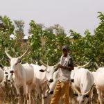 herdsmen-1-696×407