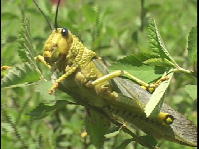 locust-3
