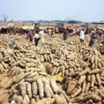 yam