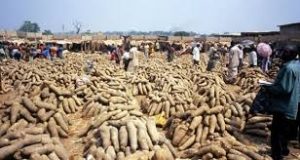 yam
