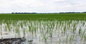 Flood triggered by incessant rain has destroyed over 3,000 farmlands and about 120 houses at Zugo town in Guri Local Government Area of Jigawa.