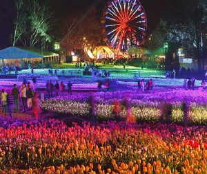 Floriade-canberra-night-spring-mobile