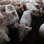 Japan to vaccinate pigs to tackle swine flu epidemic