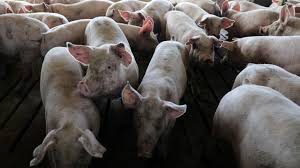 Japan to vaccinate pigs to tackle swine flu epidemic