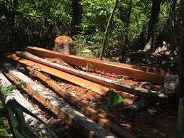 Madagascar warns of deforestation by mafias