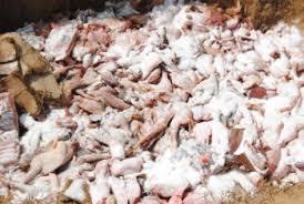 NCS destroys smuggled poultry products in Lagos