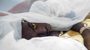 Death toll from Bauchi Yellow Fever outbreak rises to 16