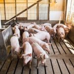 Pig-farm