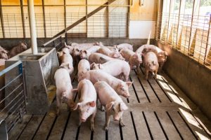 Pig-farm