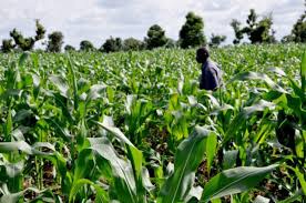 US to partner Wells Farms to boost food production